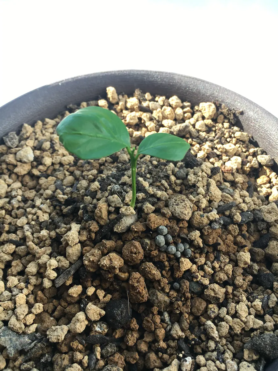 みかんを食べたら珍しくタネが出てきたので植えました。すると