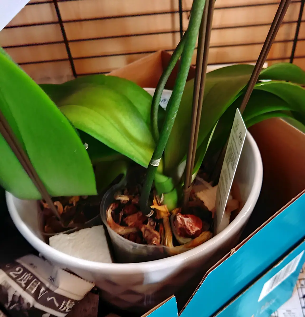 花がしおれて商品にならないため値引きされていました。珍しい