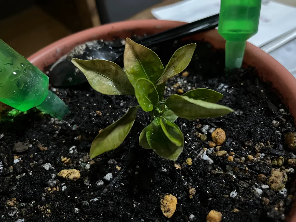 去年の5月、種から発芽したミカンです室内で育ててたのですが｜園芸