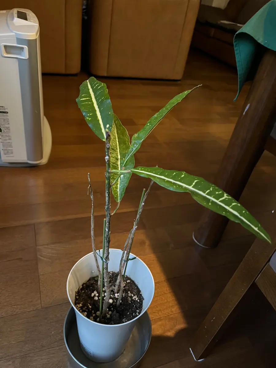 奈良市です。クロトンを秋から育てていました。冬、暖地なら外