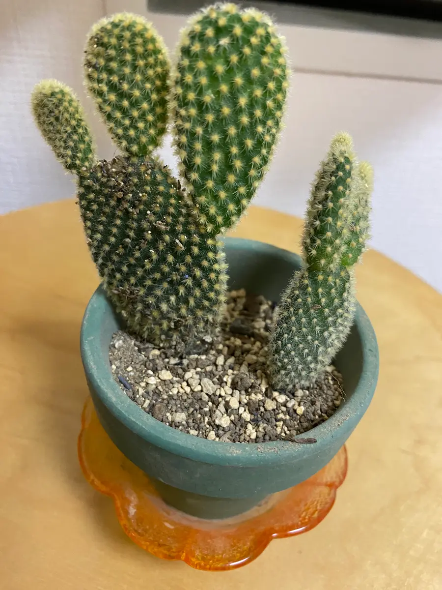 うちわサボテン　柱サボテン　ブランチ 鉢ごと（バラバラも可） 2ヶ月前からうちわサボテンを育てているのですが鉢ごと2度倒し