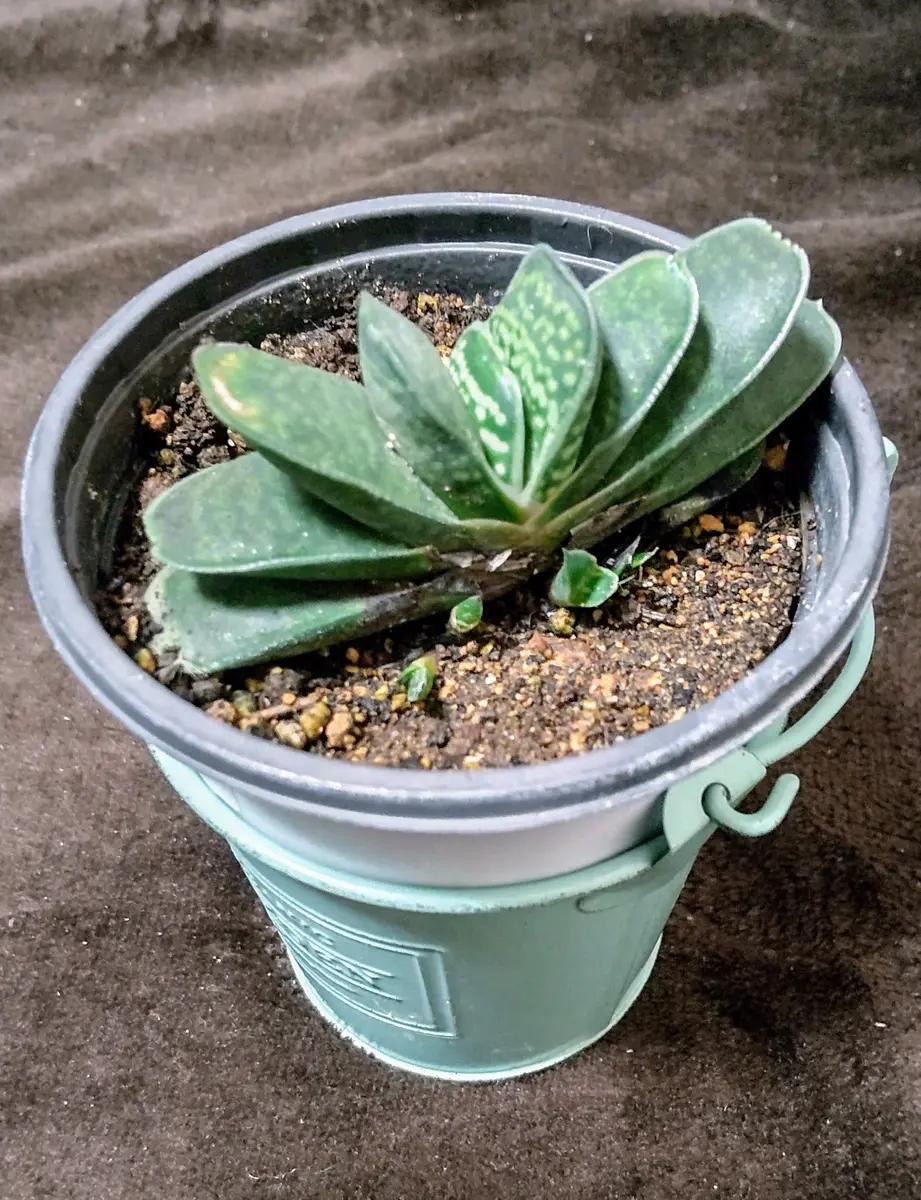 多肉植物 ご確認用 多肉植物 ご確認用 多肉植物｜豊明卸問屋ドットコム