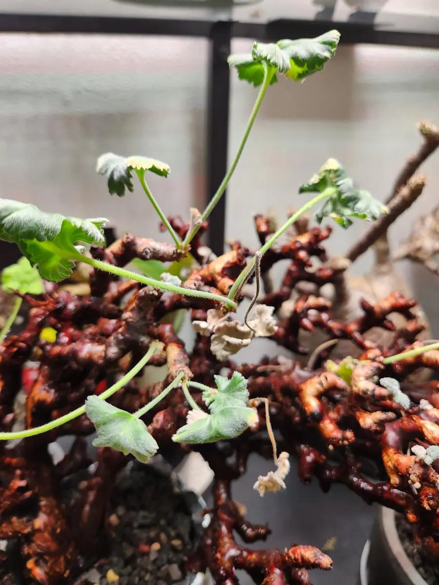 こんばんは、塊根植物ペラルゴニウムミラビレについてのご質問 こんばんは、塊根植物ペラルゴニウムミラビレについてのご質問