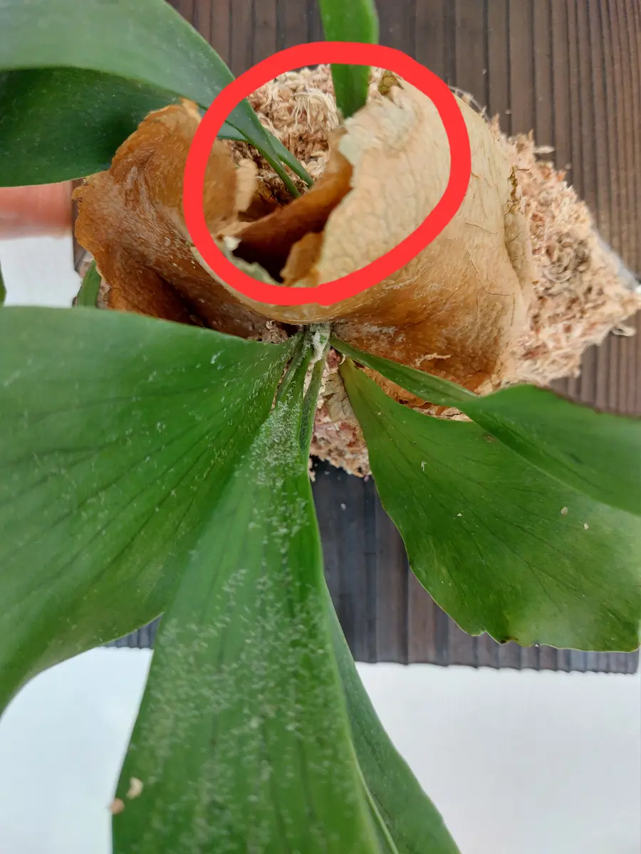 ビカクシダの株分けについて教えてください。貯水葉の上から出