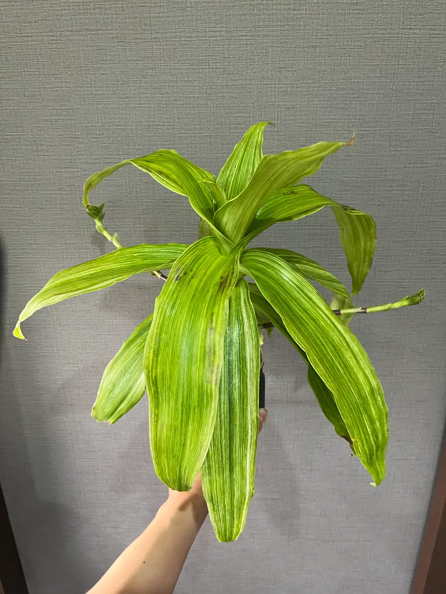 2ヶ月前くらいに見た目が気に入って購入した観葉植物なのですが