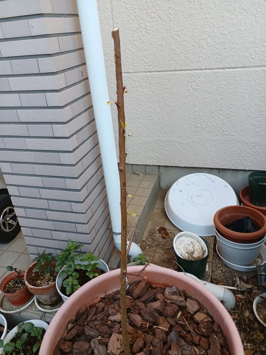 アーモンドの苗木を去年買って育ててます。アーモンドの葉っぱ