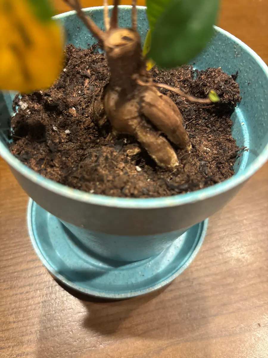プレゼントでガジュマルをいただき育てています。最初ガラスの