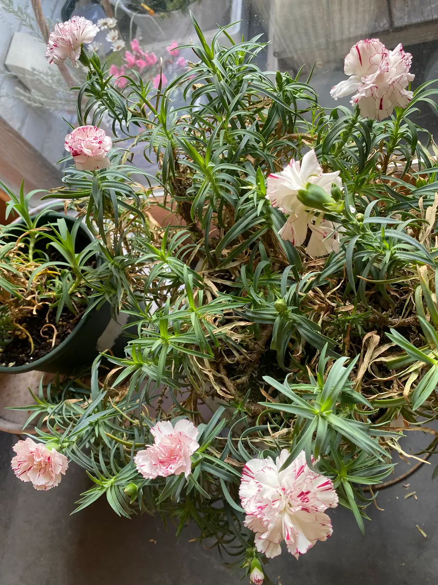 現在カーネーションを室内に入れています。お花もよく咲いてい