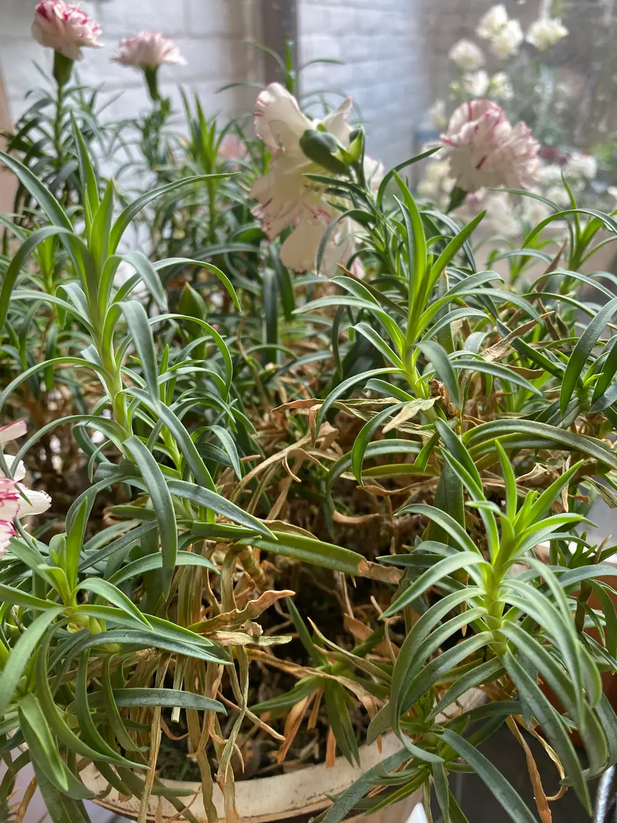 現在カーネーションを室内に入れています。お花もよく咲いてい