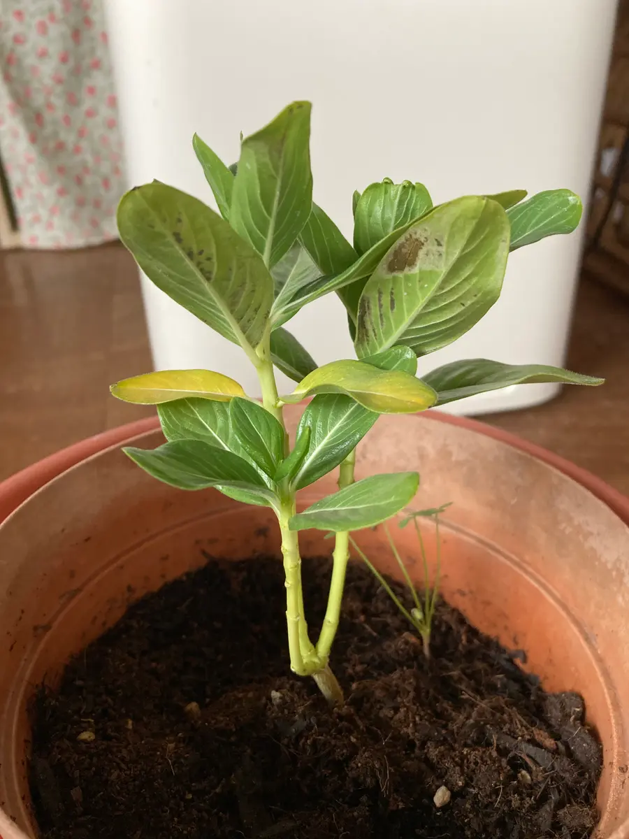 こぼれ種で発芽した日々草を鉢に植えて、冬越しに挑戦してい｜園芸