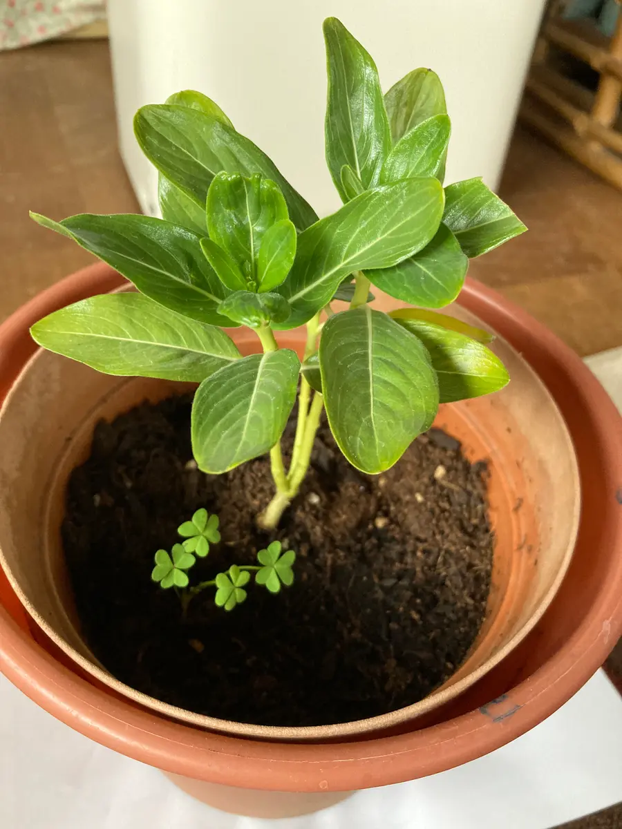 こぼれ種で発芽した日々草を鉢に植えて、冬越しに挑戦してい｜園芸