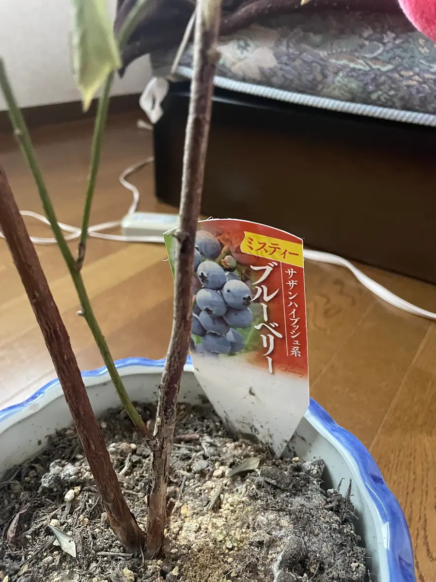 現品！ブルーベリーの木実付き、品種不明 | Shop at Mercari
