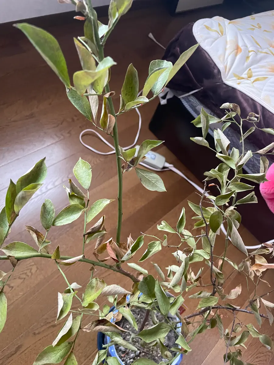 こんにちは！去年の夏頃に、このブルーベリーの木を買い、初め