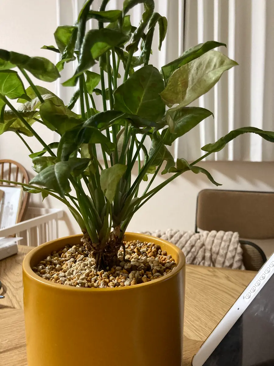 ブランド購入サイト 最近観葉植物を購入し、分からないことが多く相談させていただ その他観葉植物