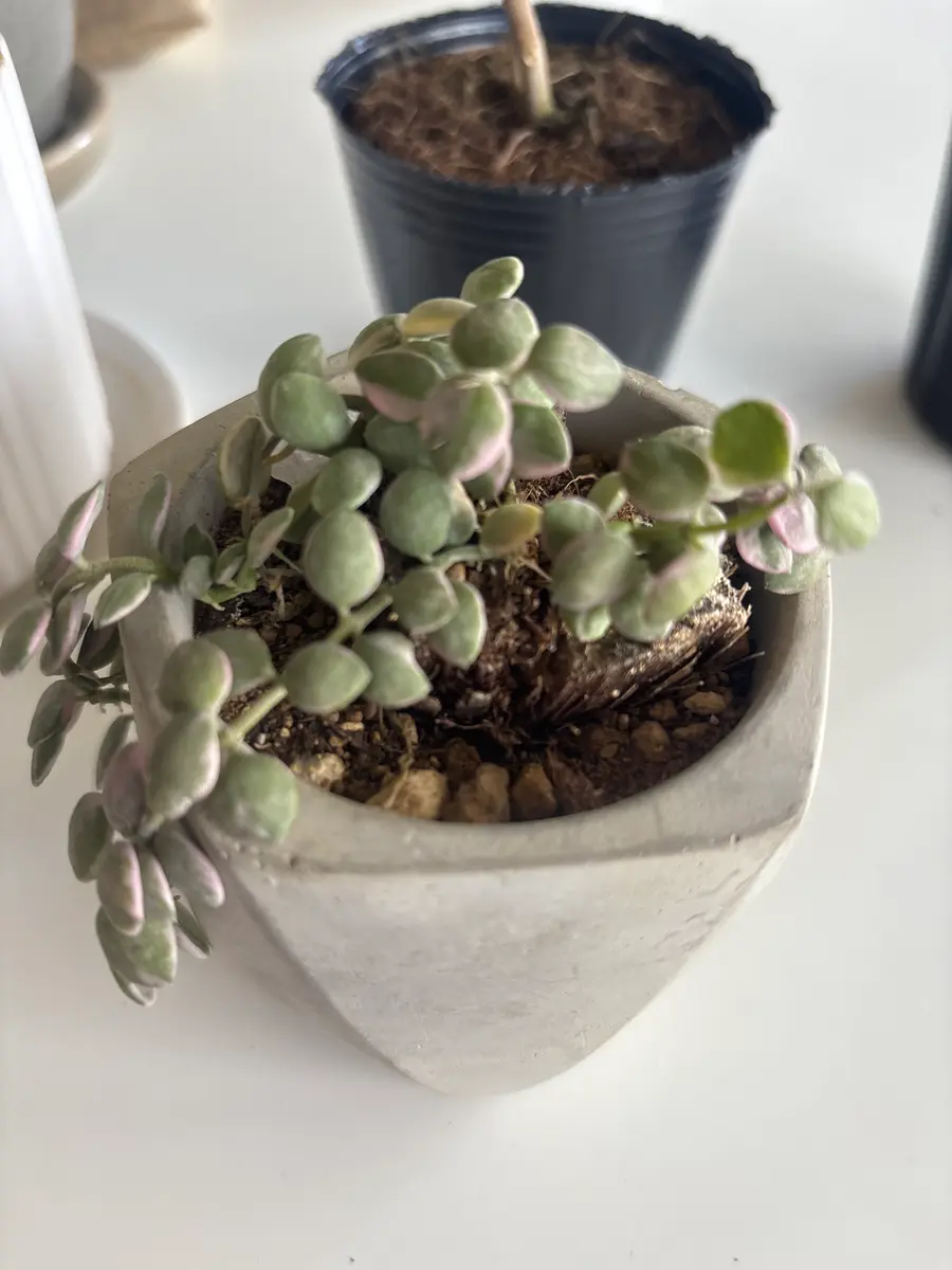 写真の多肉植物ですが、購入した時から木に植え付けられていま