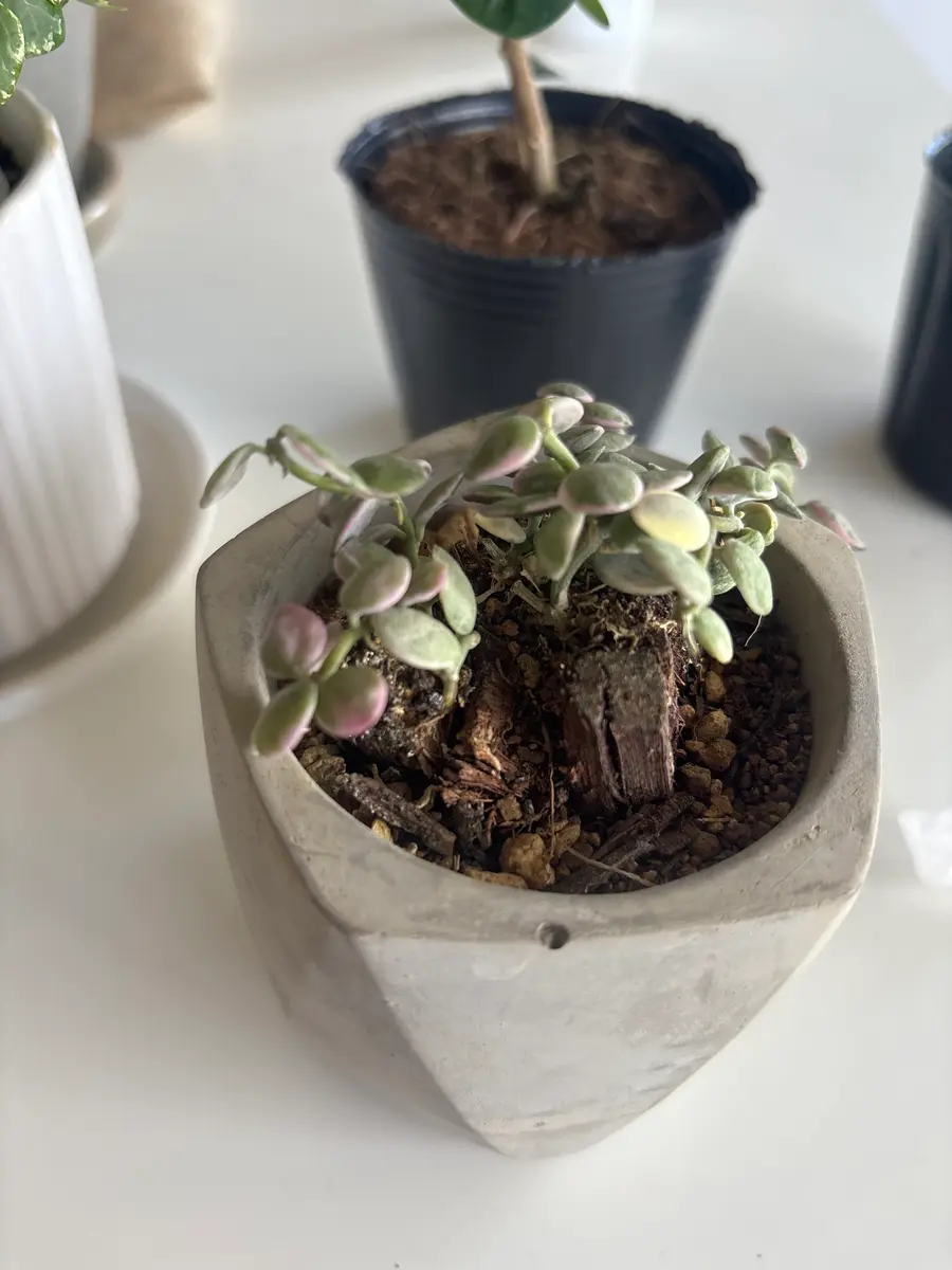 写真の多肉植物ですが、購入した時から木に植え付けられていま