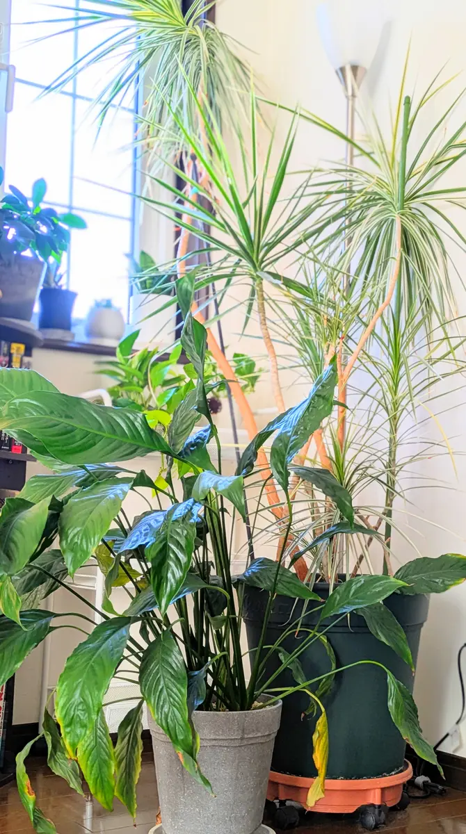 専用ページ 蔓パーツ1点 猫 小鳥 ワイヤーアート