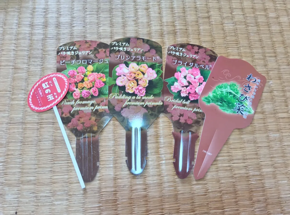 【札付き】プリチワ　ぼのぼのさん苗　ポットごと発送 札付き】プリチワぼのぼのさん苗ポットごと発送