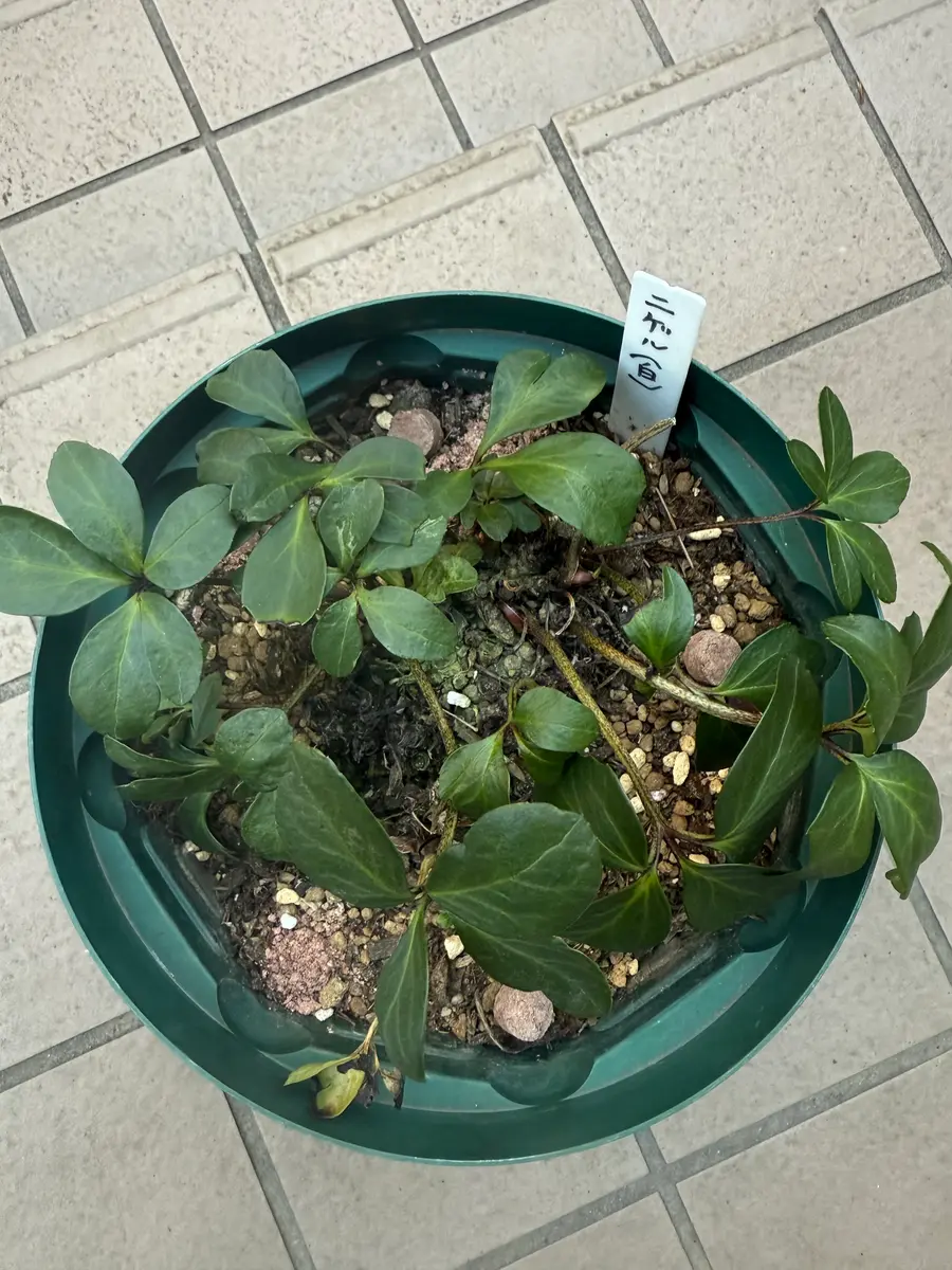 クリスマスローズの苗　3年から育ったものです。 クリスマスローズの苗 3年から育ったものです。