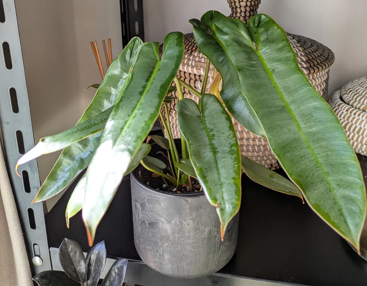 超絶希少❗️美斑❗️フィロデンドロン　アタバポエンセ　斑入り✨ 超絶希少❗️美斑❗️フィロデンドロン アタバポエンセ 斑入り