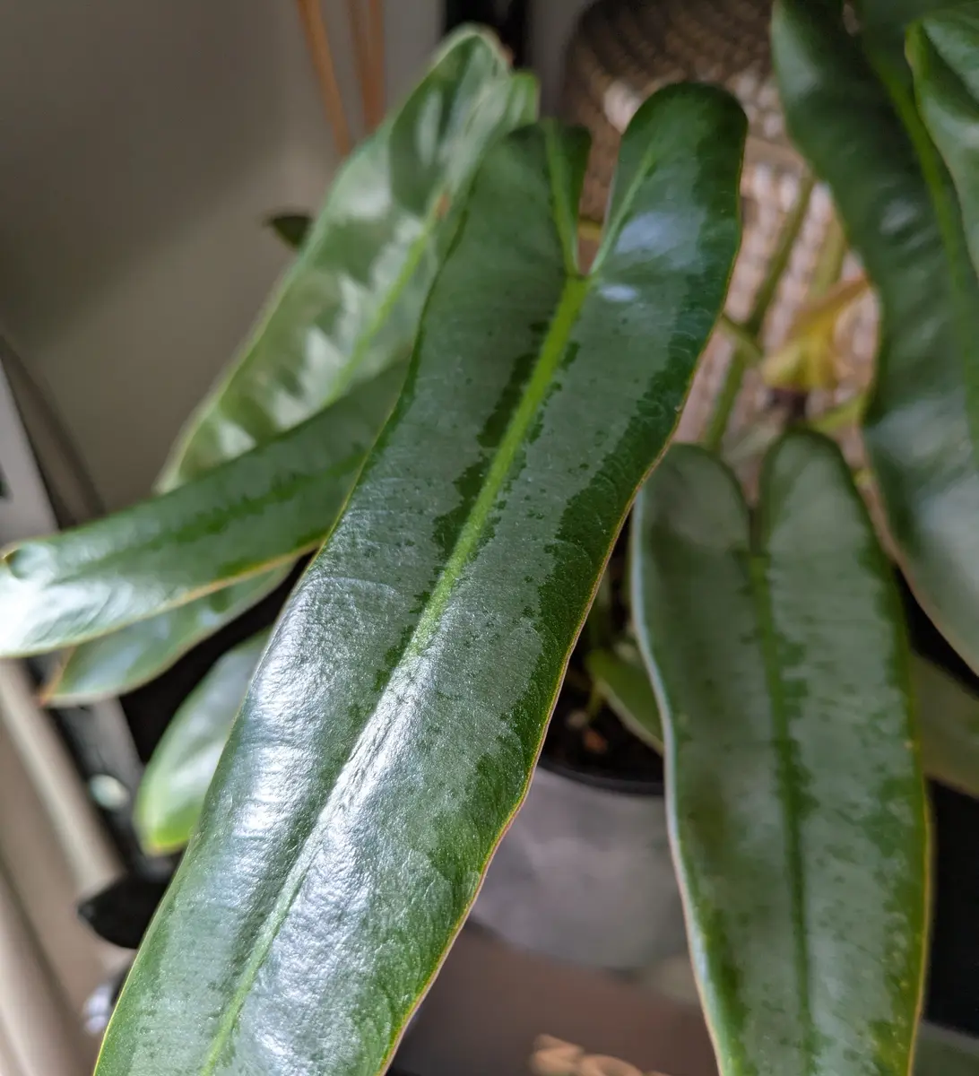 【観葉植物】フィロデンドロン　アタバポエンセ 園芸ネット本店｜フィロデンドロン：アタバポエンセ 8号鉢植え の通販