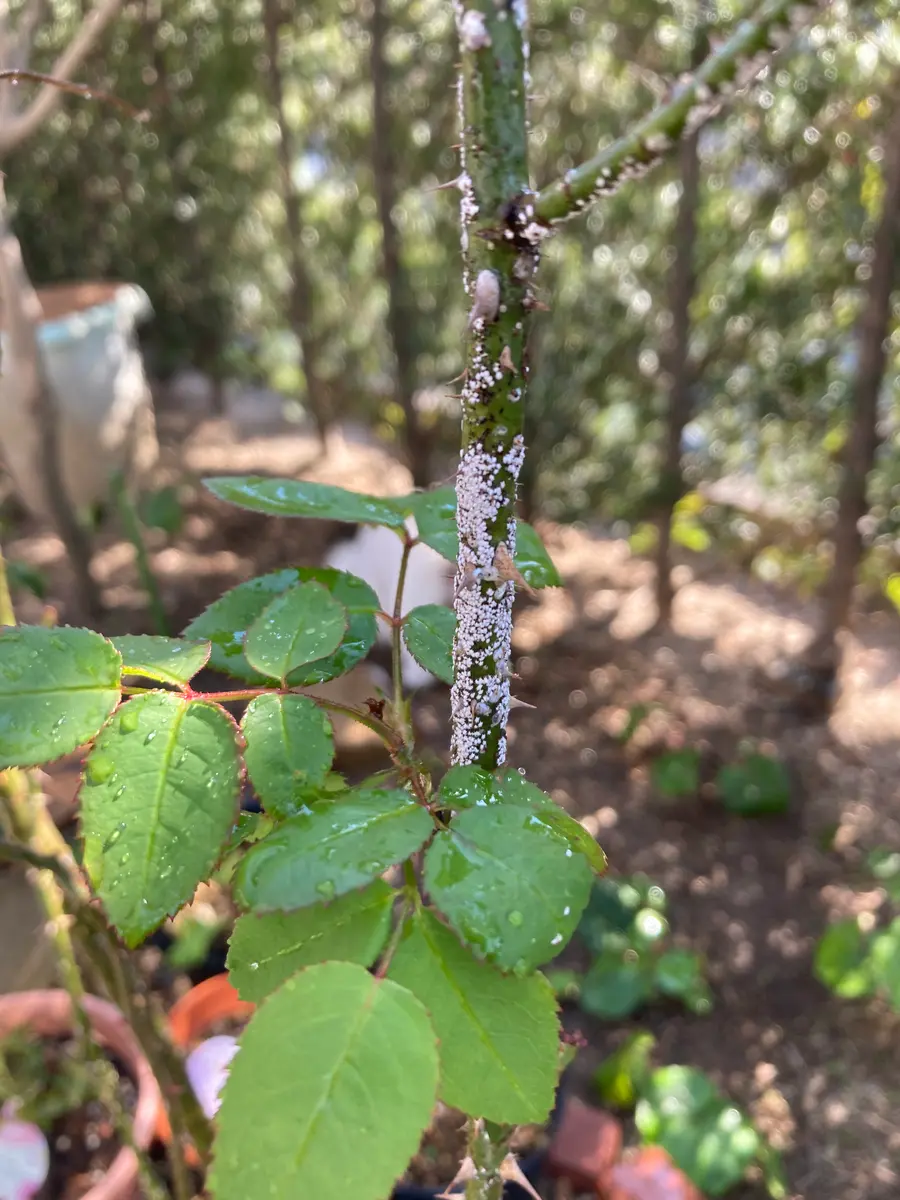 昨年、友だちからいただいた薔薇の枝にちっちゃい白いやつがた