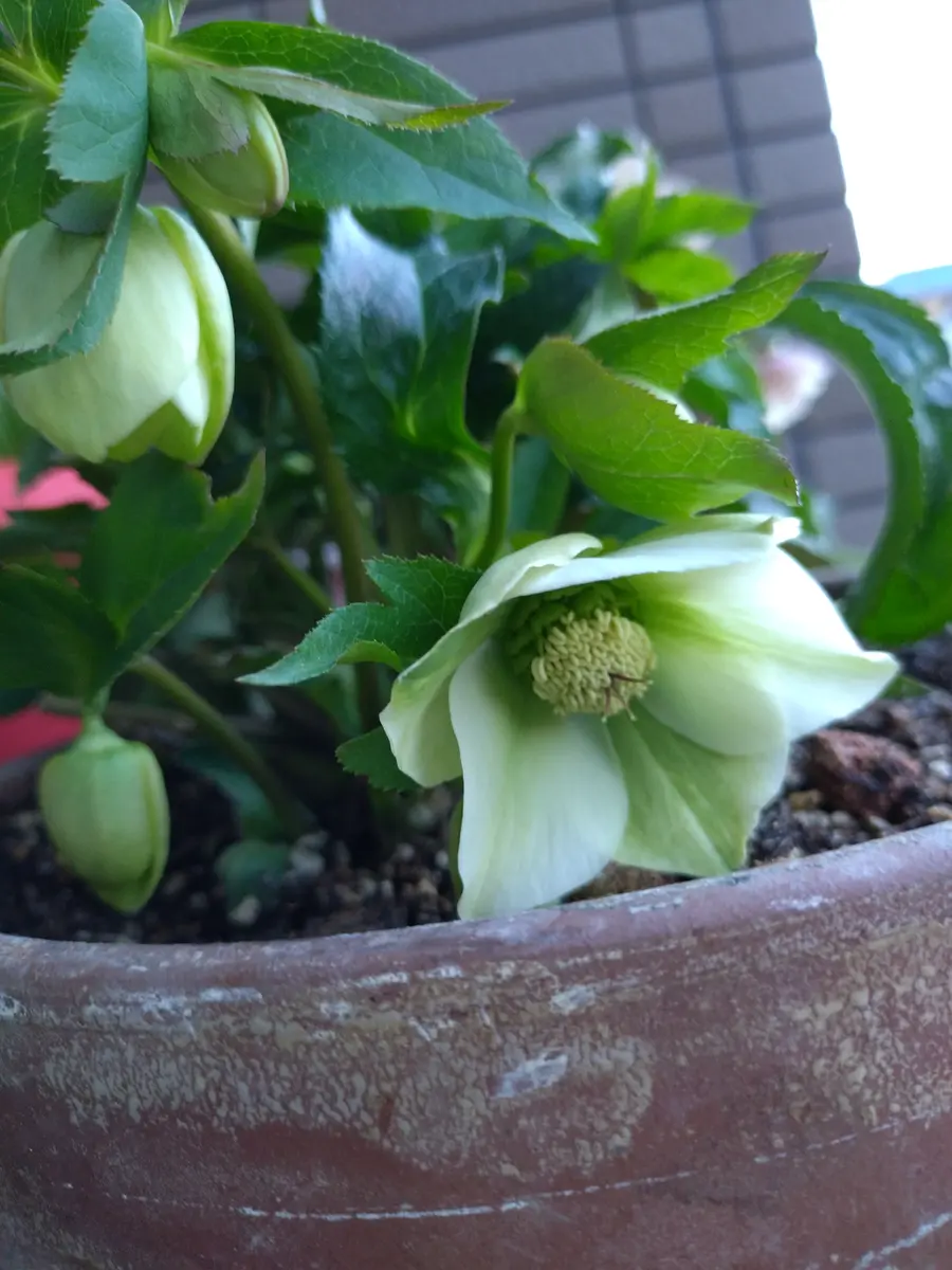 クリスマスローズお問い合わせフォーム