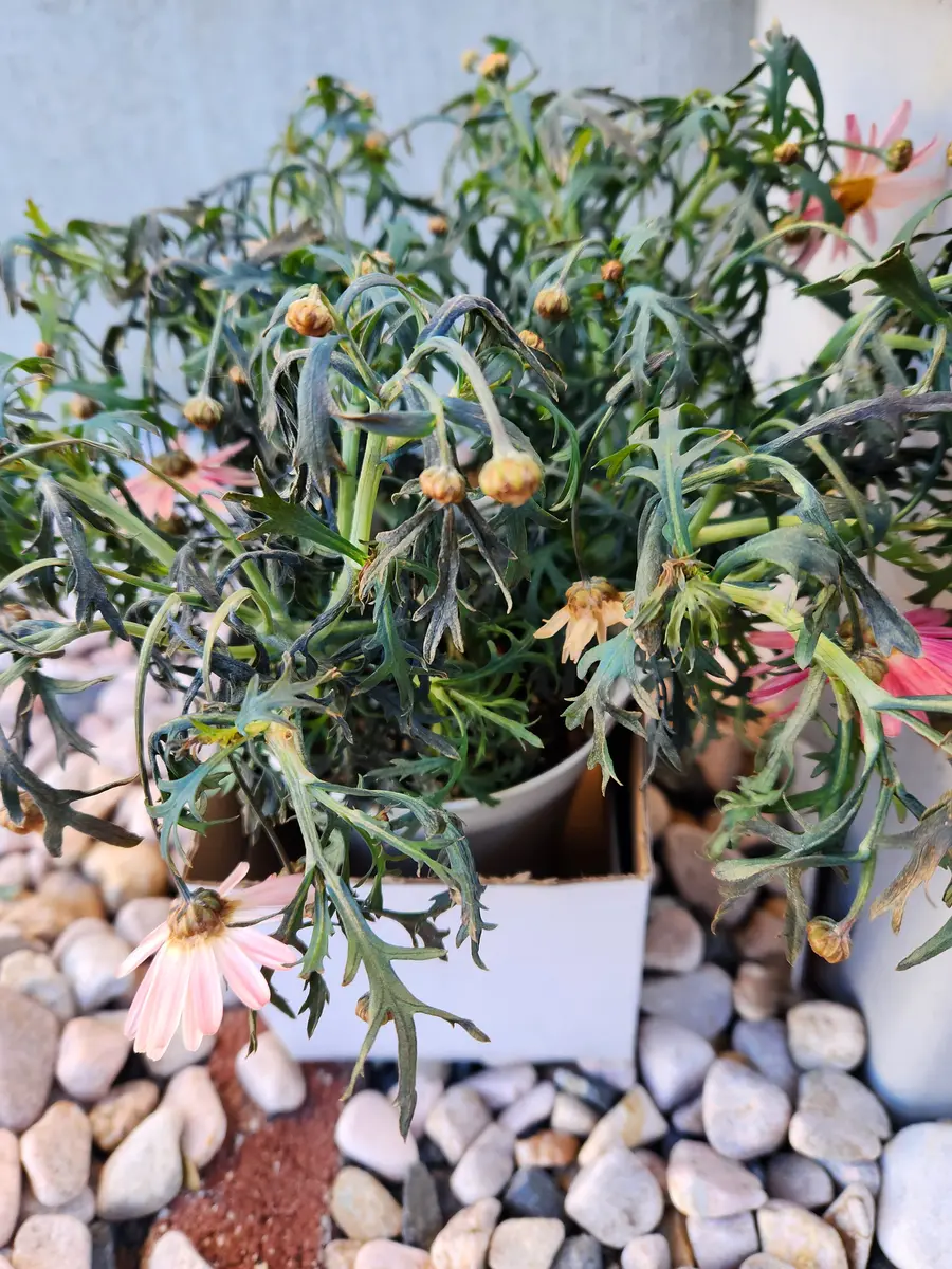 お花初心者です。先週の金曜日にマーガレット2種類を買ってき