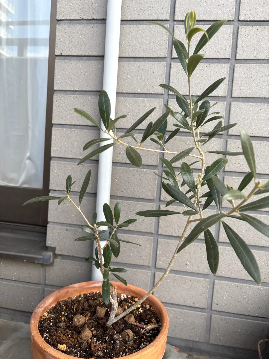 園芸超初心者です。オリーブの苗の剪定について教えて下さい