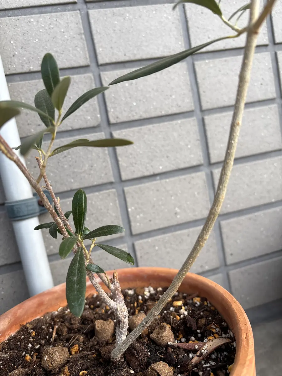 園芸超初心者です。オリーブの苗の剪定について教えて下さい