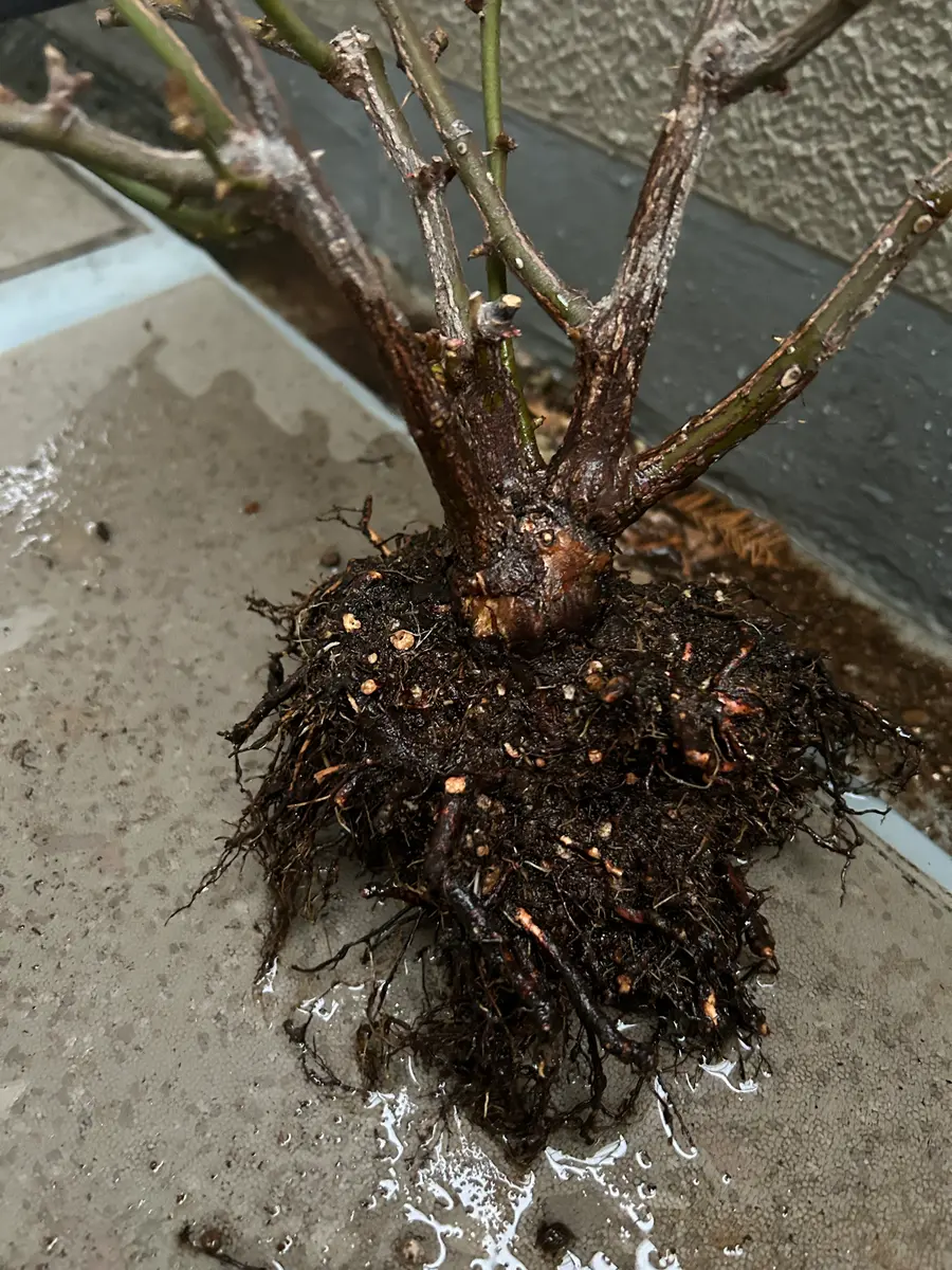 バラの植え替えをしていたら、根っこが硬いというか何か他の薔