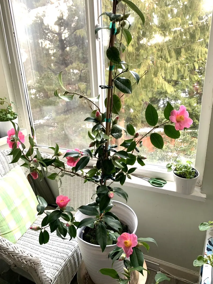 蕾が色づいたばかりの１ⅿほどの鉢植え椿を室内に取り込んだら、｜園芸相談Q＆A｜みんなの趣味の園芸