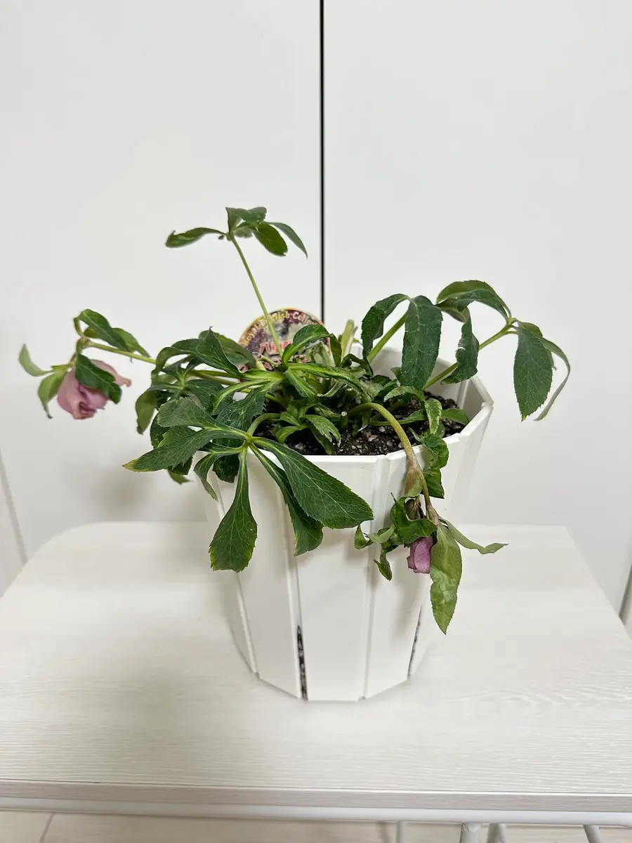 八重咲のクリスマスローズを買って植え替えしました植え替え｜園芸