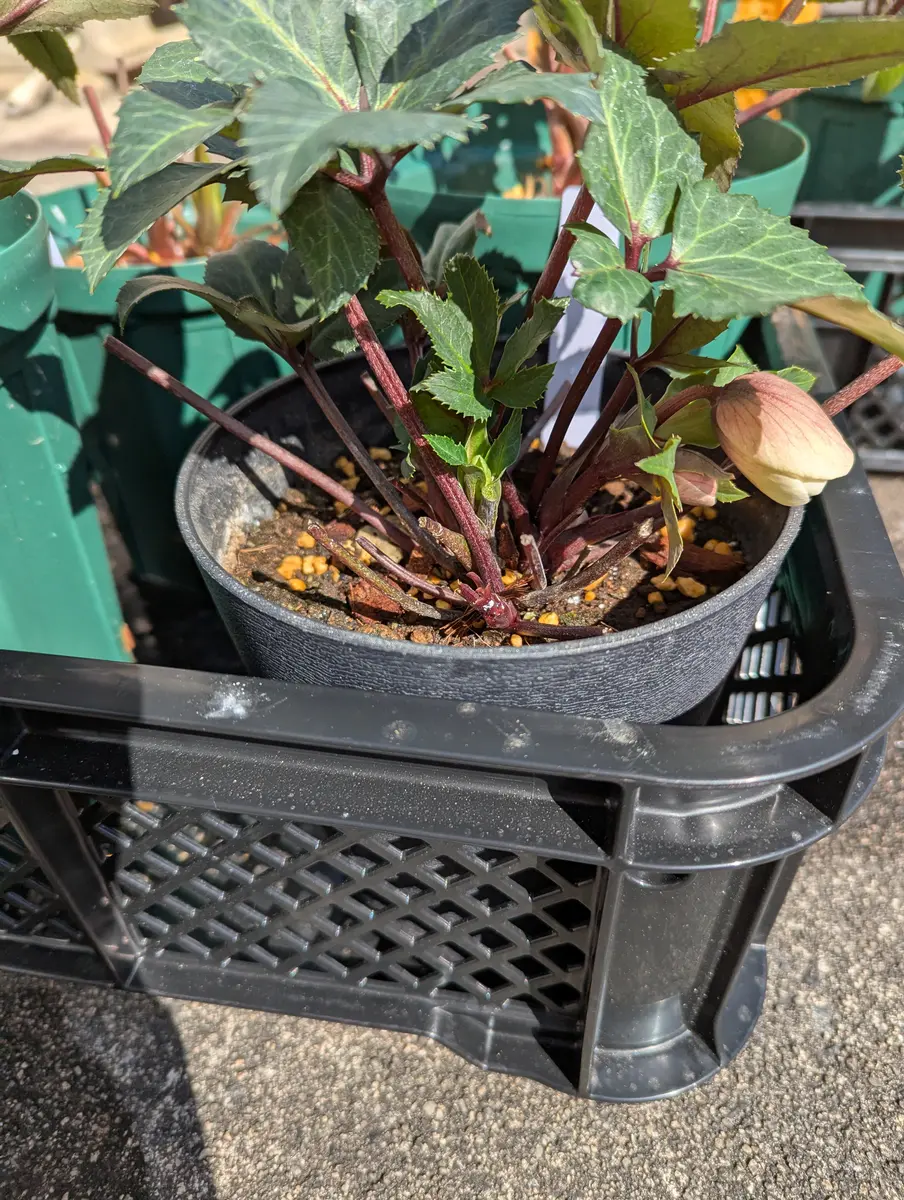 クリスマスローズ（ニゲル交配種）に6つ芽があります。4つと2｜園芸