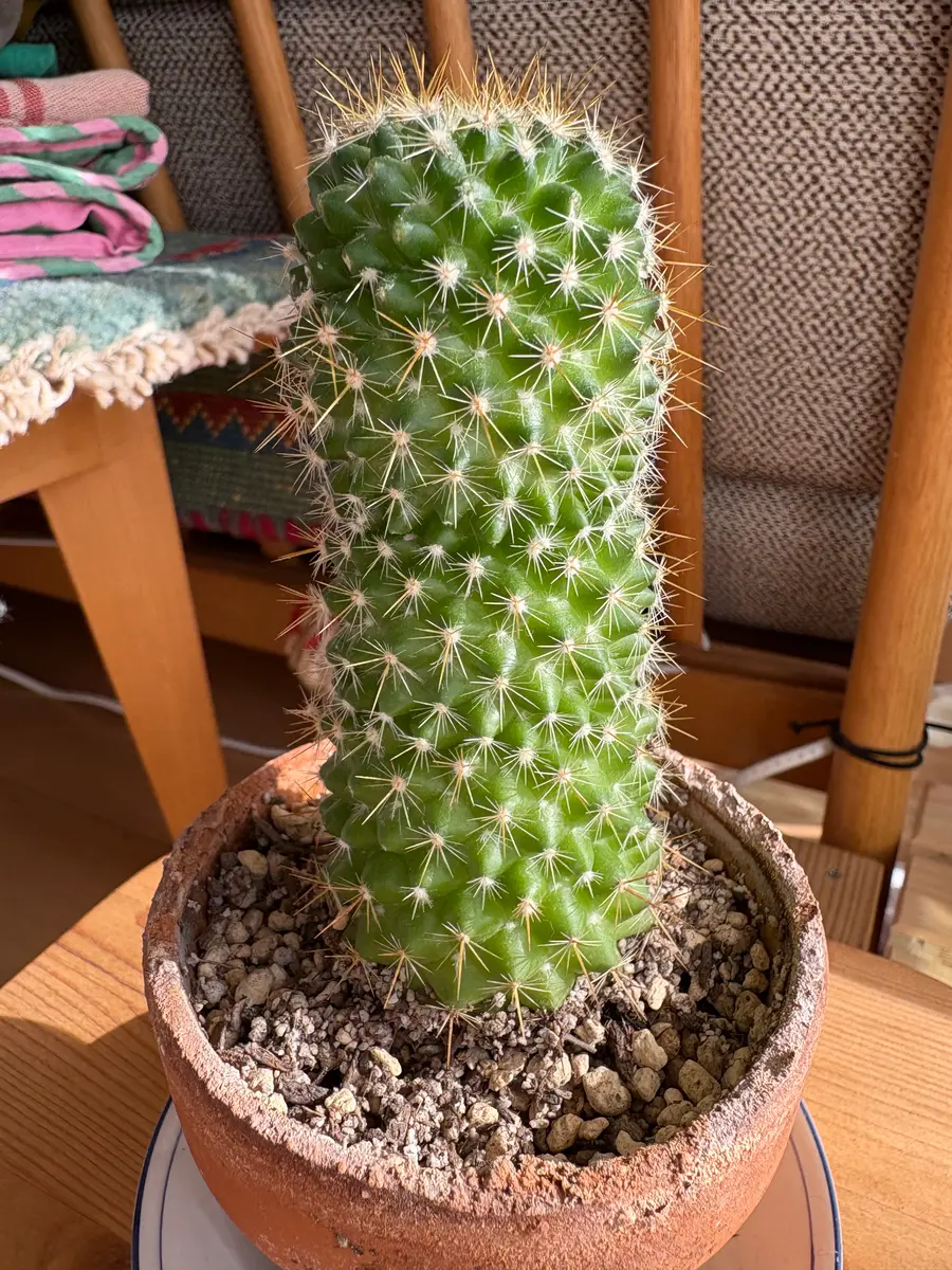 5年ほど前に小さな可愛いサボテンを購入しました。背丈2cmくら