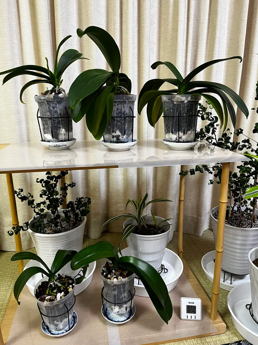 ミニ胡蝶蘭の水やりについての質問です。今花芽も出始め、元｜園芸