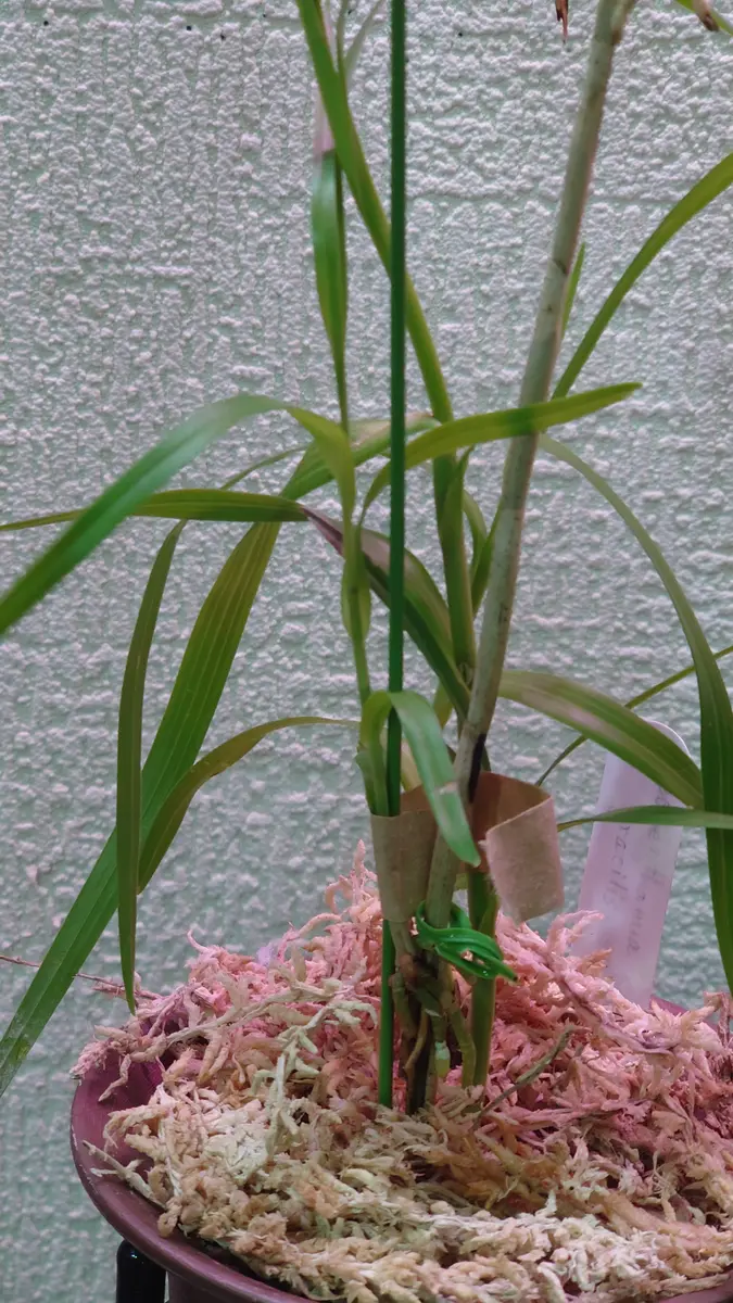 2〜3発芽カーティシー/茎伏せ/発根済み/発芽予兆有り/親株は10年以上前入手 カーティシー/茎伏せ/発根済み/発芽予兆有り/親株は10年以上前入手