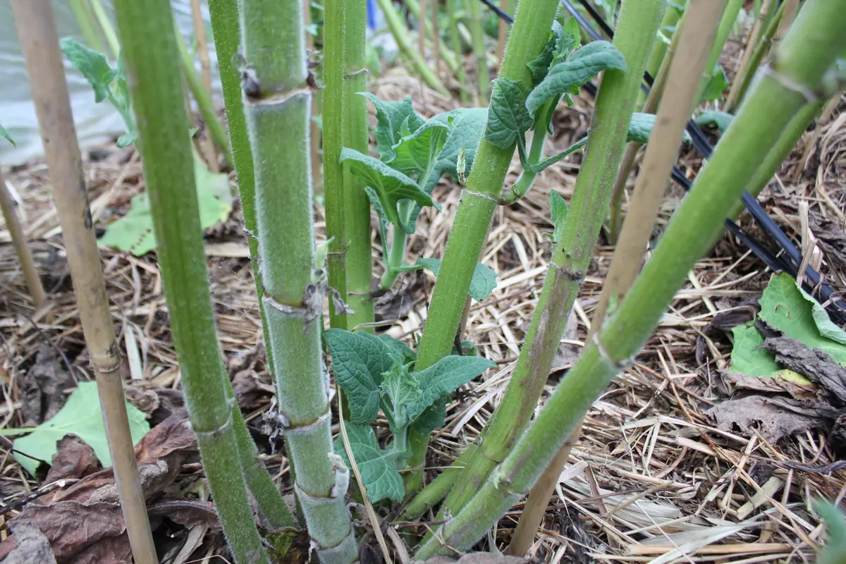 ヤーコン の 葉っぱ