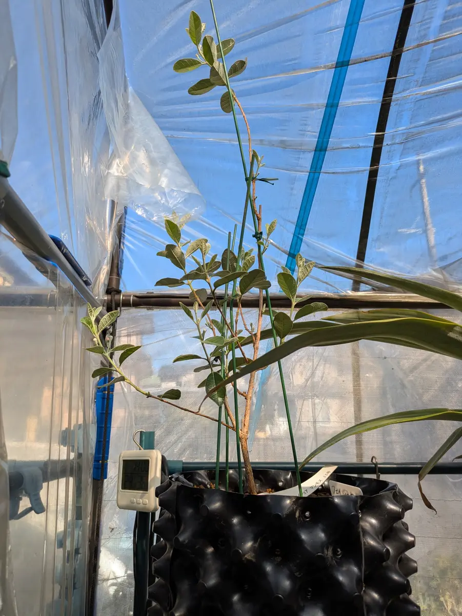 癒やしの蒼。山採りハイノキ。 優雅にそよぐ。。山採りハイノキ。 優雅に