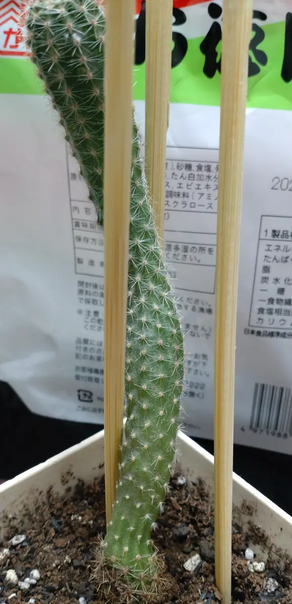 初めて質問します。エキノプシス？の子どもが凍傷になってしま