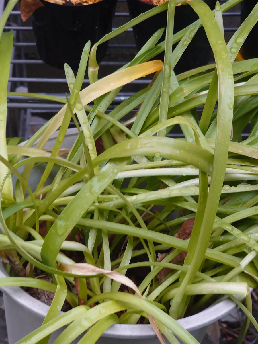 前回球根植物sp.としてお尋ねした2つの植物のうち濃い緑はアガ