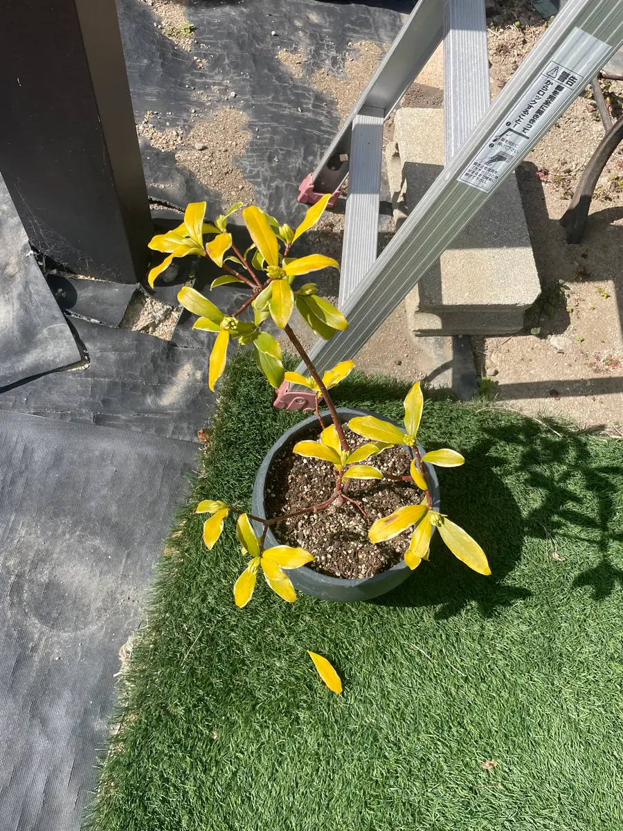 沈丁花の葉の黄変について質問です。去年買った沈丁花を鉢で｜園芸