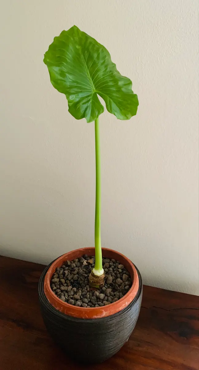 クワズイモについて質問です。栽培環境は地中海性気候で、｢や｜園芸