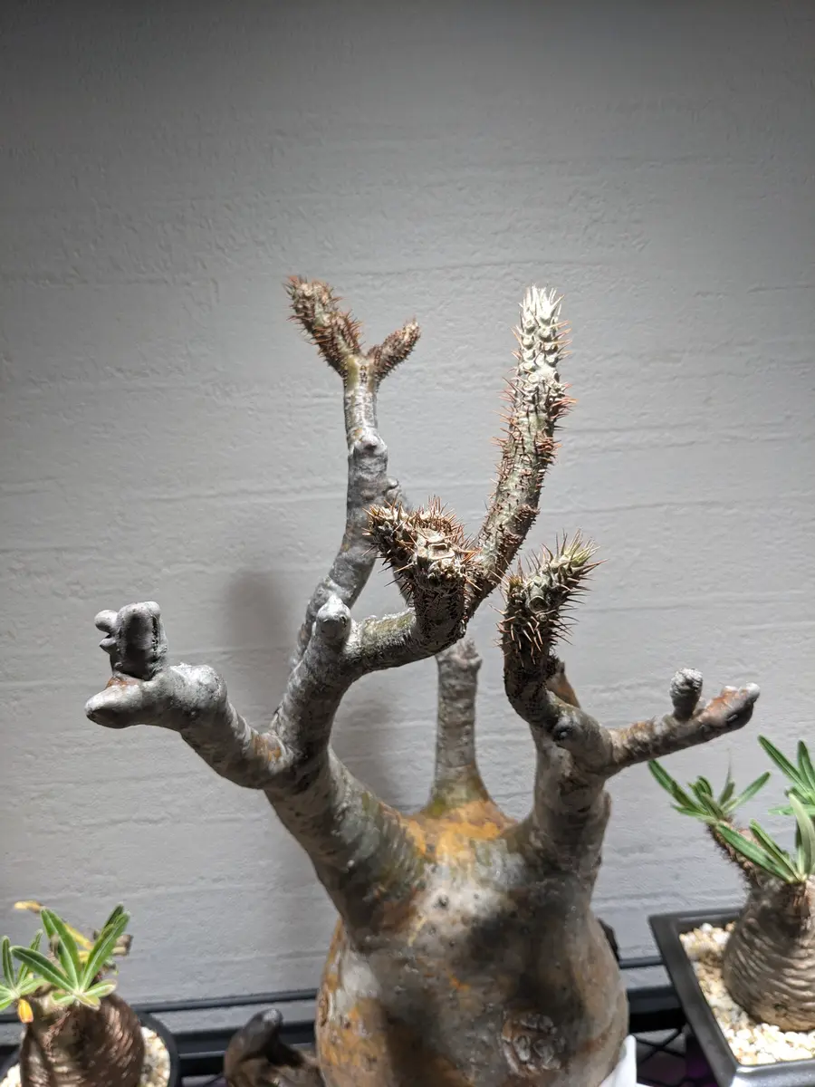 グラキリス　3年管理株　現地球　枝折れなし グラキリス 3年管理株 現地球 枝折れなし