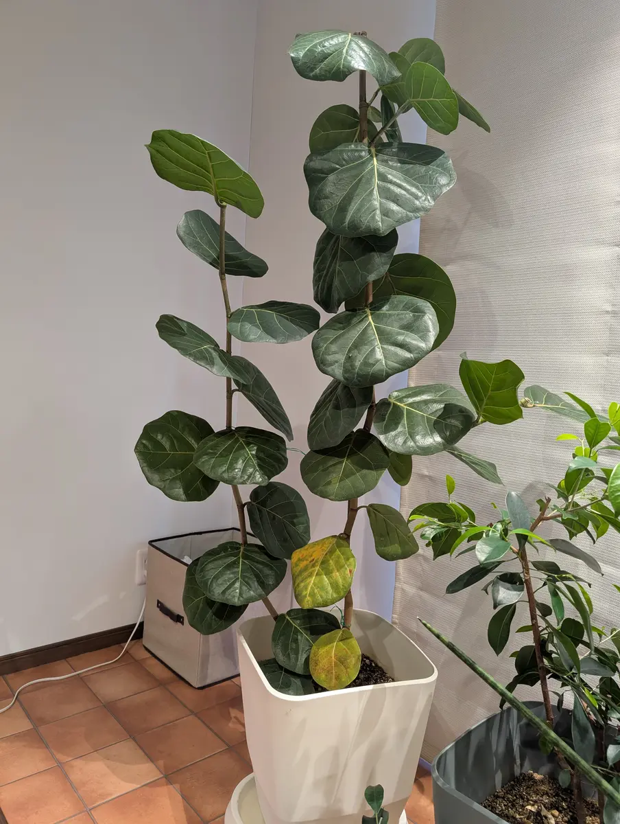 シーグレープ 14 シーグレープを育てています。・毎年冬になると