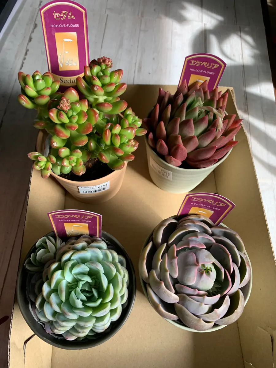 PREMIUM】 抜き苗 チワワエンシス錦 白覆輪 大株 Echeveria