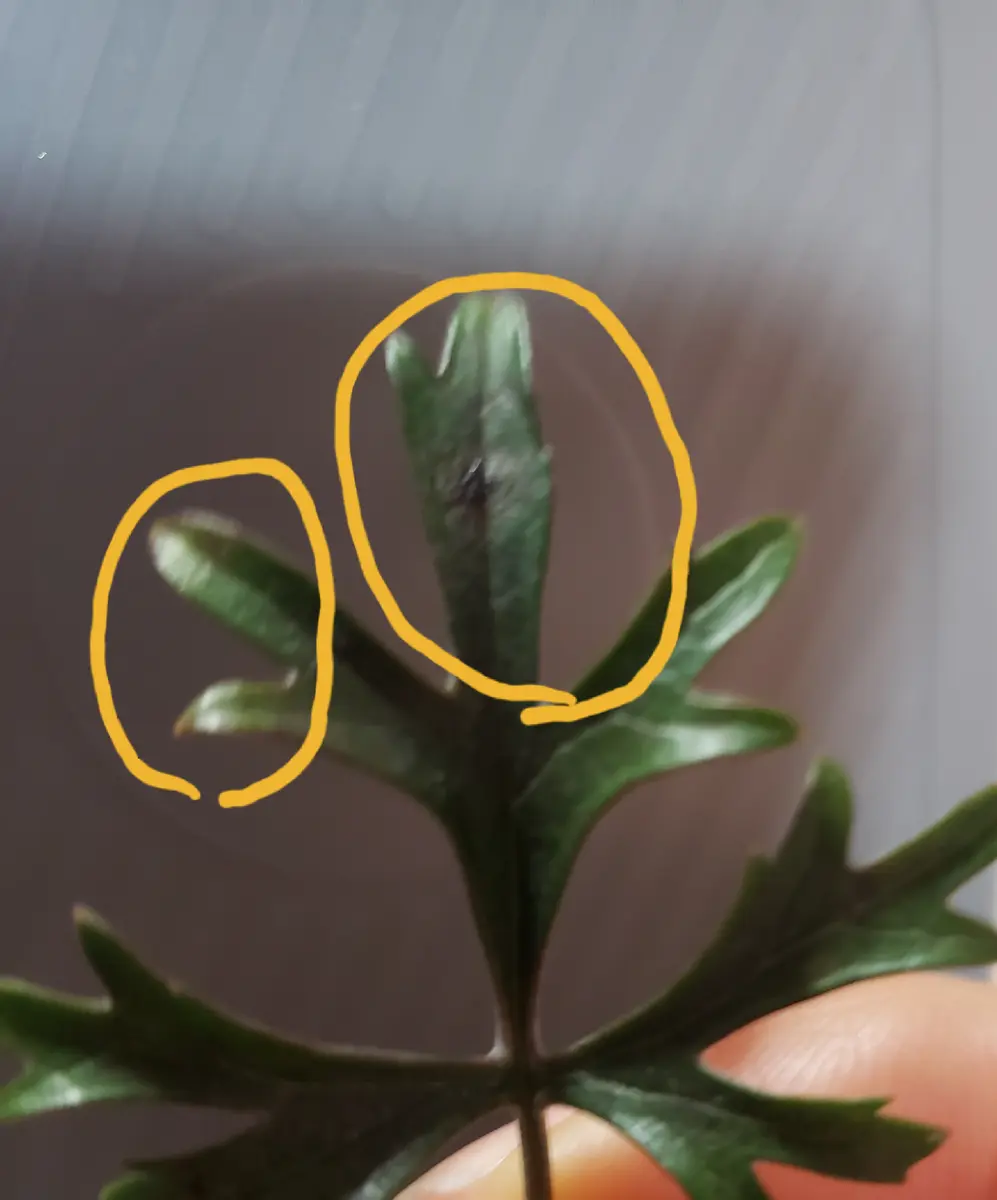 chi☆様 リクエスト 3点 クレマチスウェッセルトンカートマニージョー他