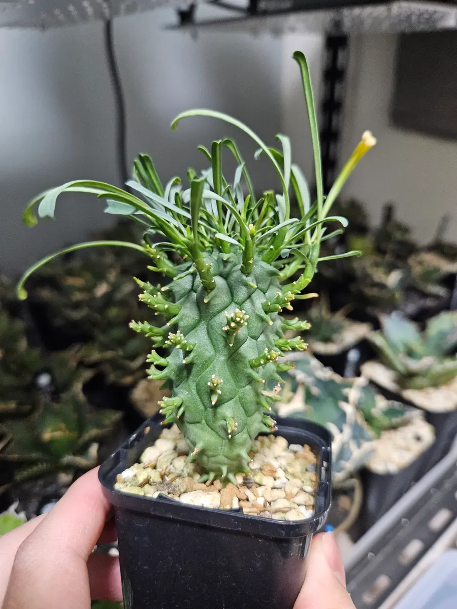 ユーフォルビア闘牛角 Euphorbia Schoenlandii【ユーフォルビア・闘牛角】 | RIMO'S GREEN