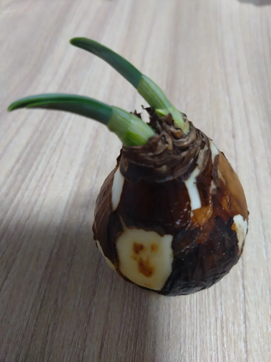 この前、ワンコのお散歩中に拾ったんですけどこれは何の球根か 