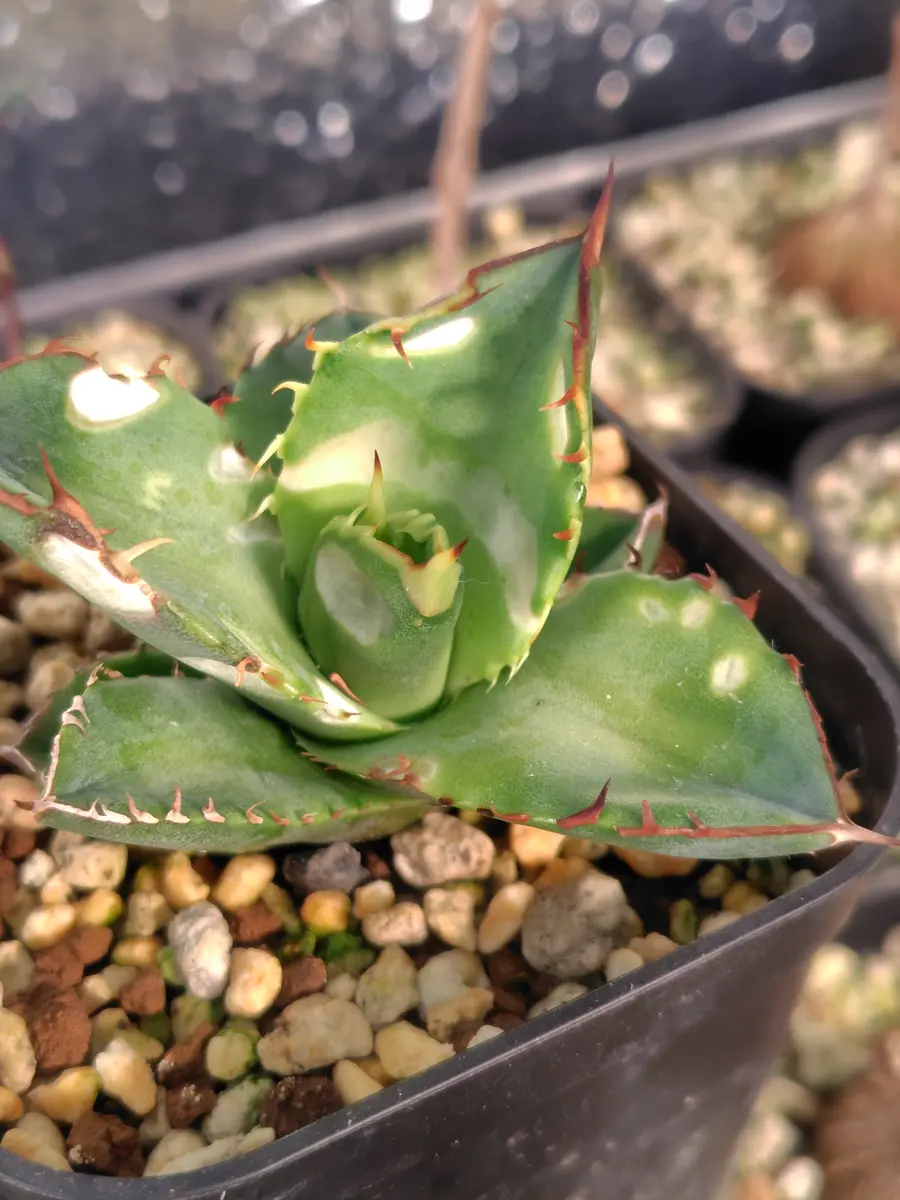 初めて投稿させていただきます。まるかさと申します。実生で｜園芸